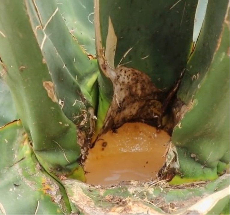 El pulque: un patrimonio cultural que se&nbsp;saborea